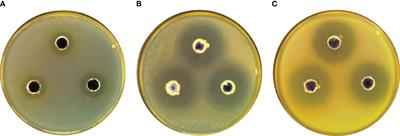 Isolation and characterization of probiotic Lysinibacillus species from the gastrointestinal tract of large yellow croaker (Larimichthys crocea)